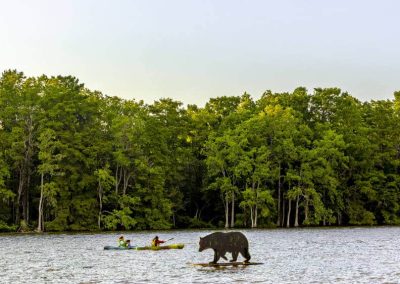 Two people kayak on a lake near a metal bear sculpture, with dense green trees in the background.