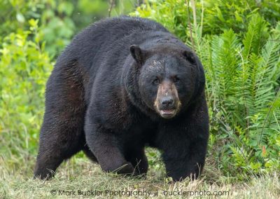 A large black bear standing on grass, surrounded by green plants and ferns.