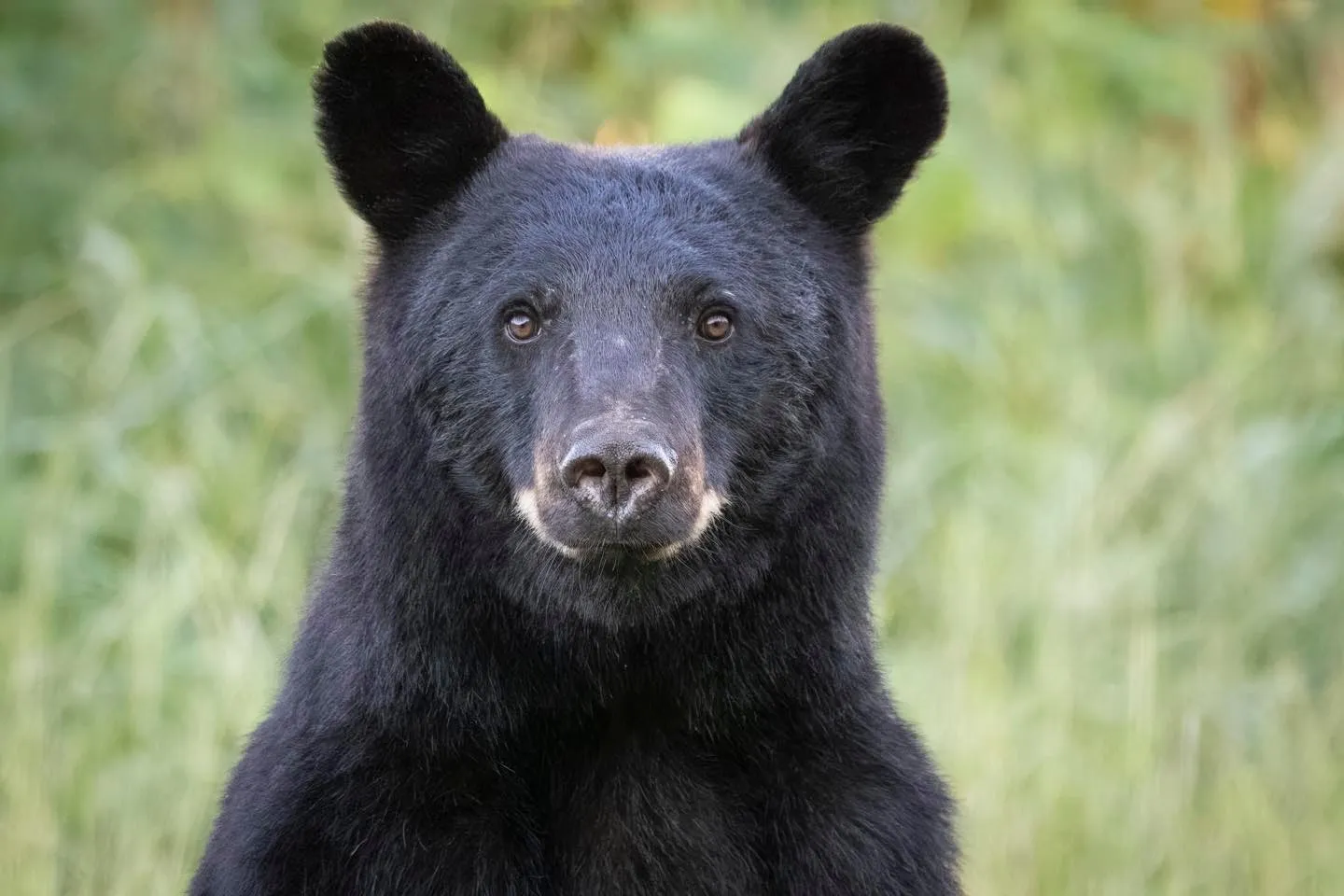 A black bear looks directly at the camera with a blurred green background behind it.