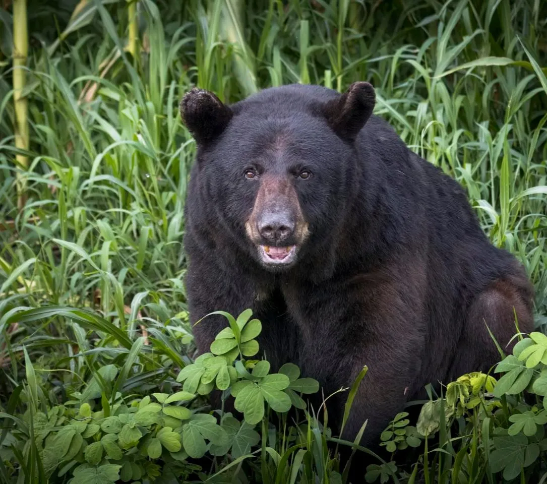 A black bear sits in tall green grass, looking toward the camera with its mouth slightly open.