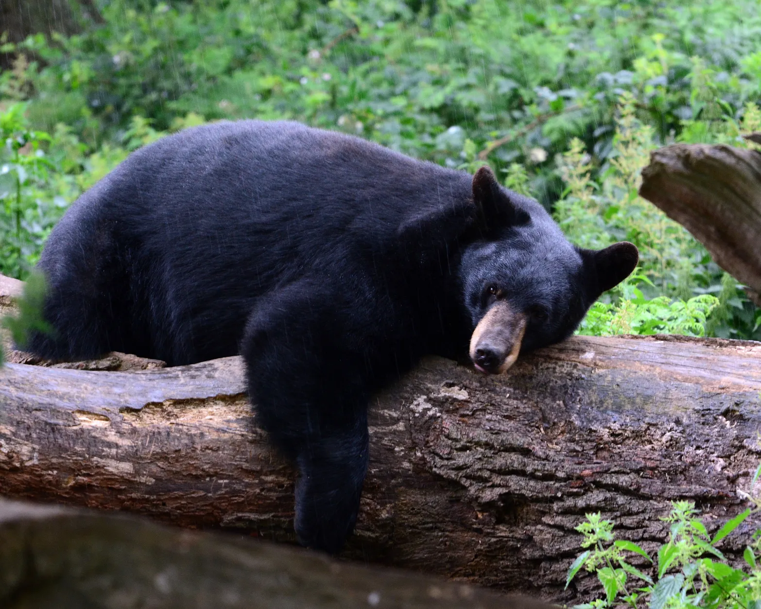 bear-sleep-1 A black bear lies sprawled on a fallen log in a green forest, looking relaxed and resting its head.