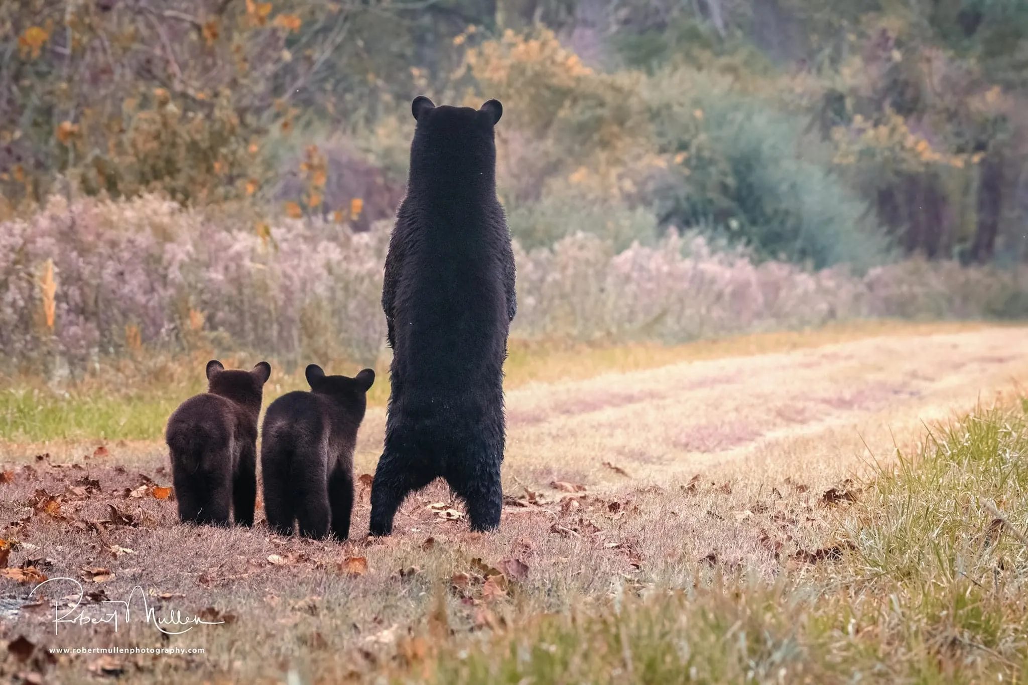 A bear stands upright on a path with two bear cubs beside it, facing away into a grassy, wooded area.