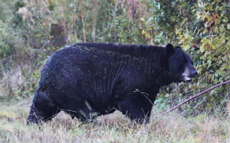 A large black bear walks through tall grass near dense green shrubs and trees.
