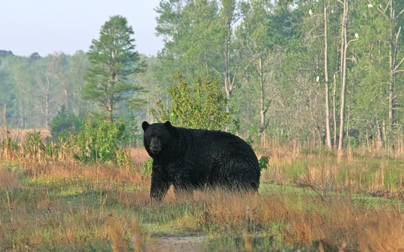 A large black bear stands in a grassy field with trees in the background on a clear day.