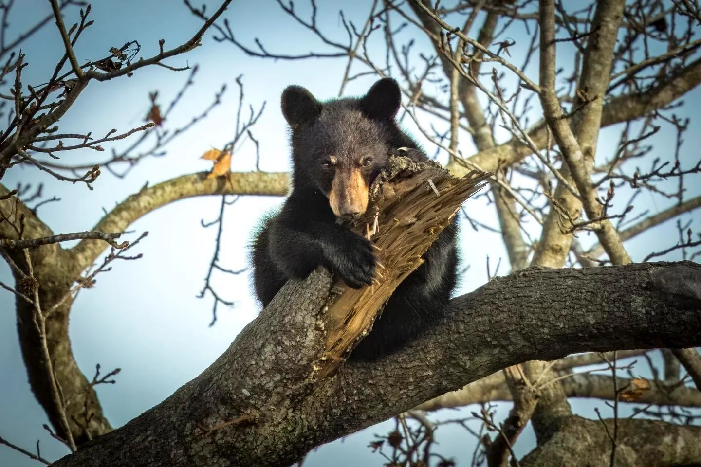 A black bear cub rests on a tree branch, holding onto broken wood among leafless branches.