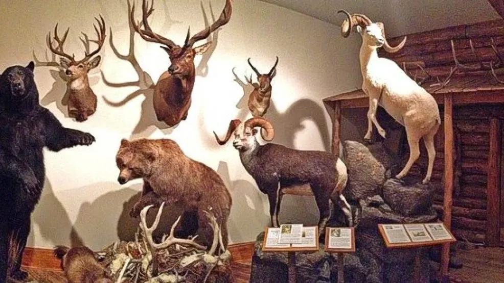 Taxidermy display of bears, deer, and rams in a museum with informational plaques in front.
