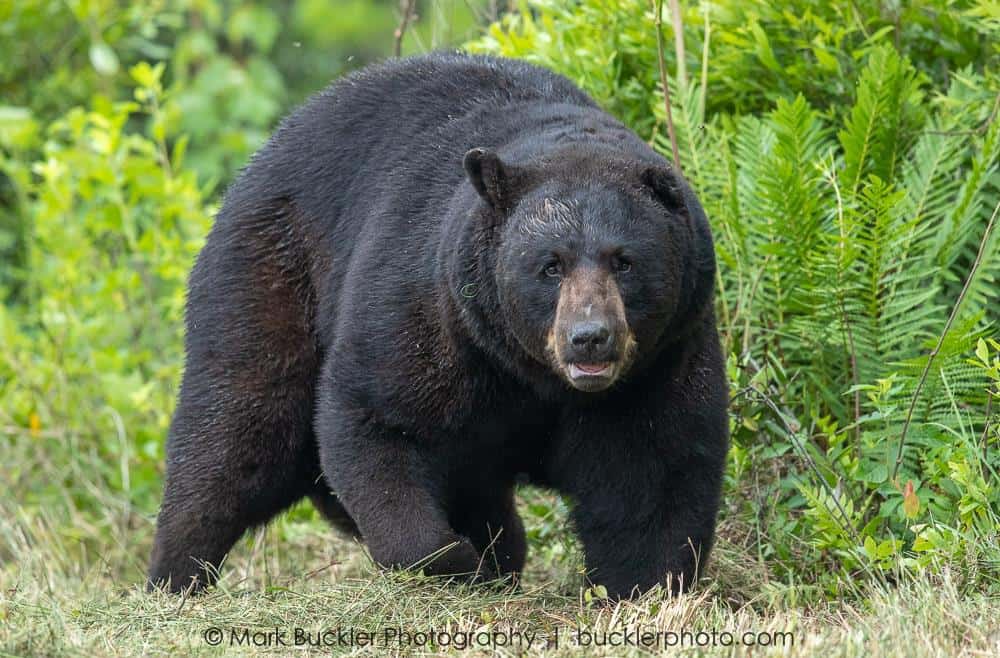A large black bear stands on grass, surrounded by green plants and foliage.
